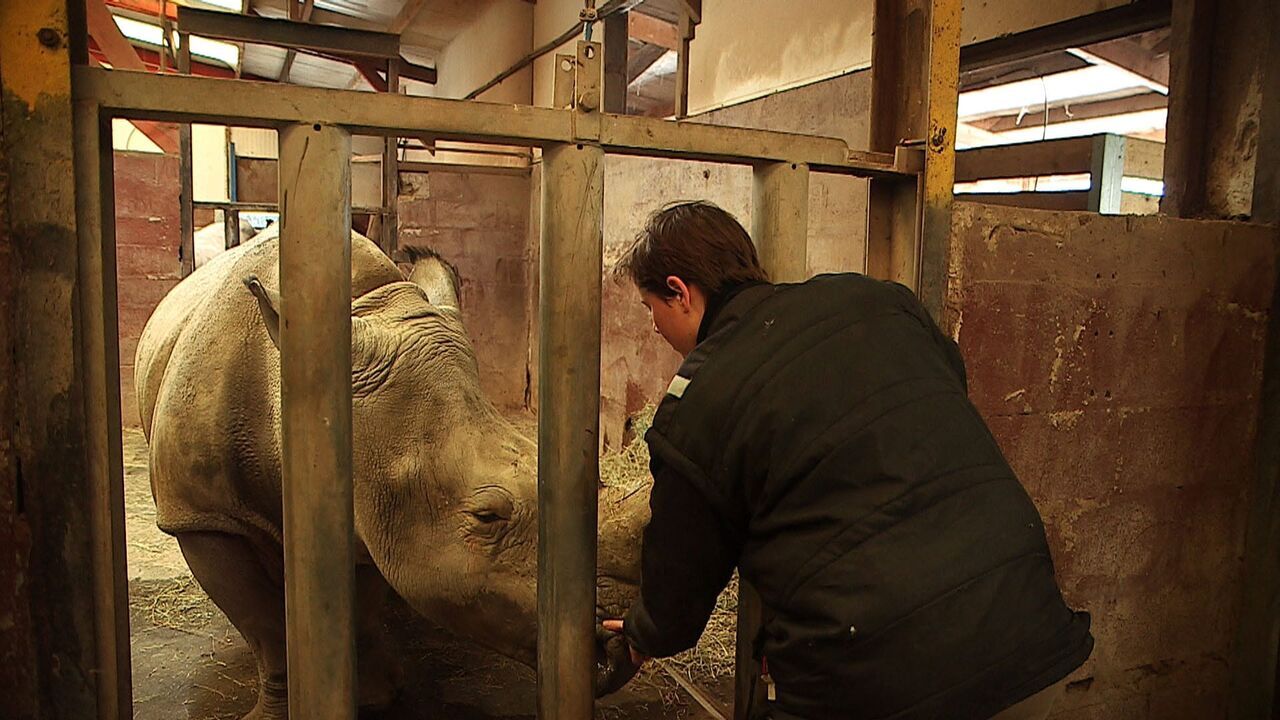 Vignette du programme télé 100 jours avec les animaux de Cerza, le plus grand zoo de Normandie