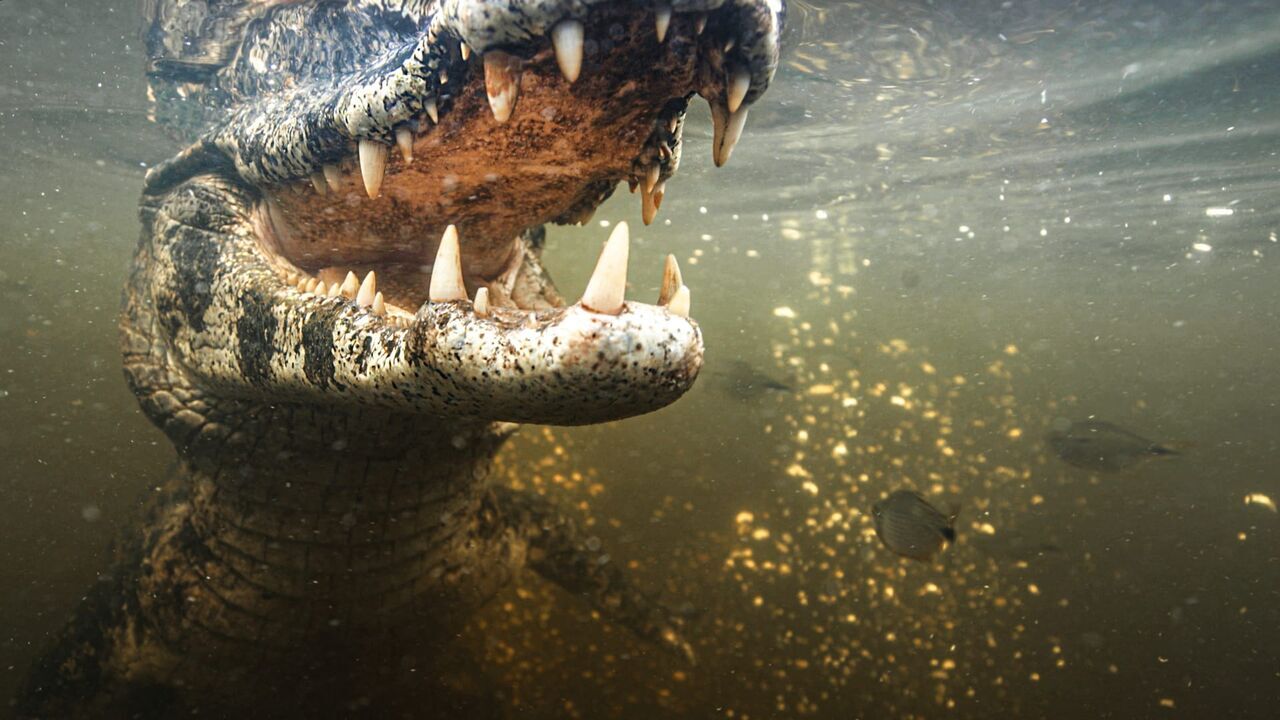 Vignette du programme télé L'Argentine sauvage
