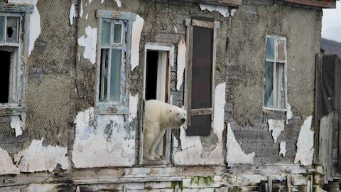 Vignette du programme télé Le pays de l'ours