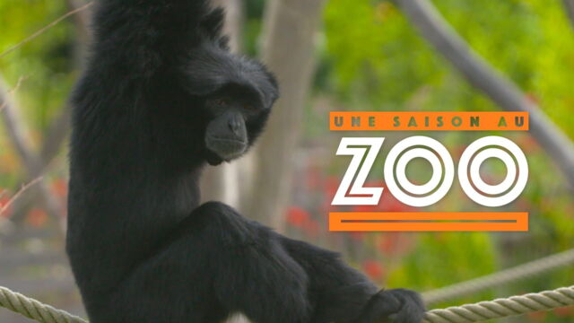 Vignette du programme télé Une saison au zoo