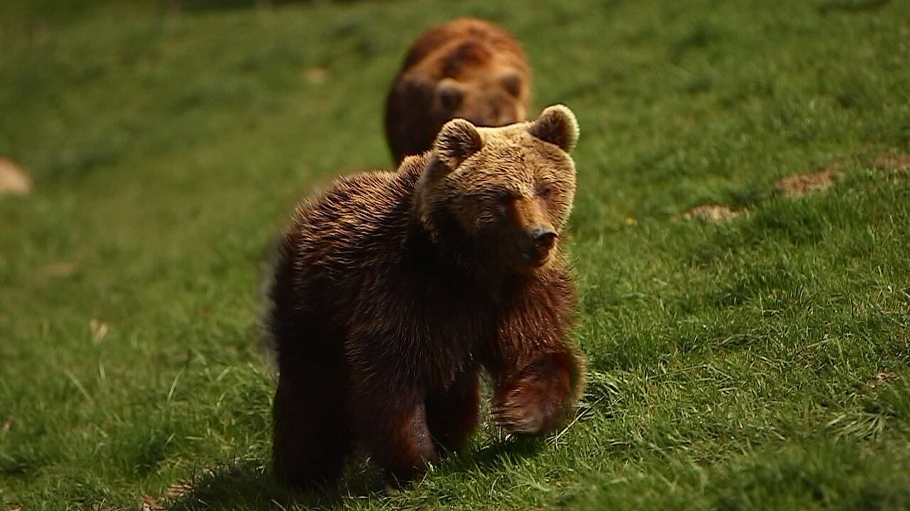 Vignette du programme télé 100 jours avec les animaux de Cerza, le plus grand zoo de Normandie