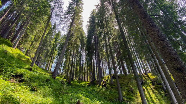 Vignette du programme télé Le Trentin : Paradis naturel de l'Italie du Nord