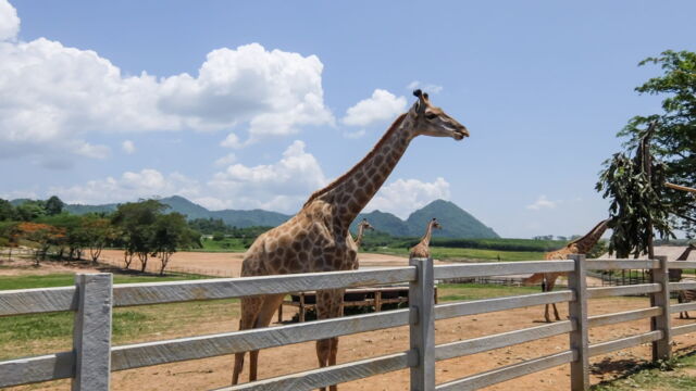 Vignette du programme télé Parc de Cerza, au plus près des animaux