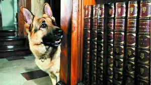 Vignette du programme télé Rex, chien flic (Héritage empoisonné) S6 (11/12)