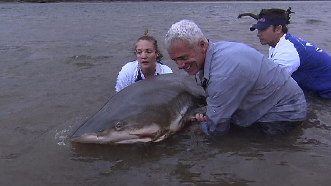 Vignette du programme télé River Monsters