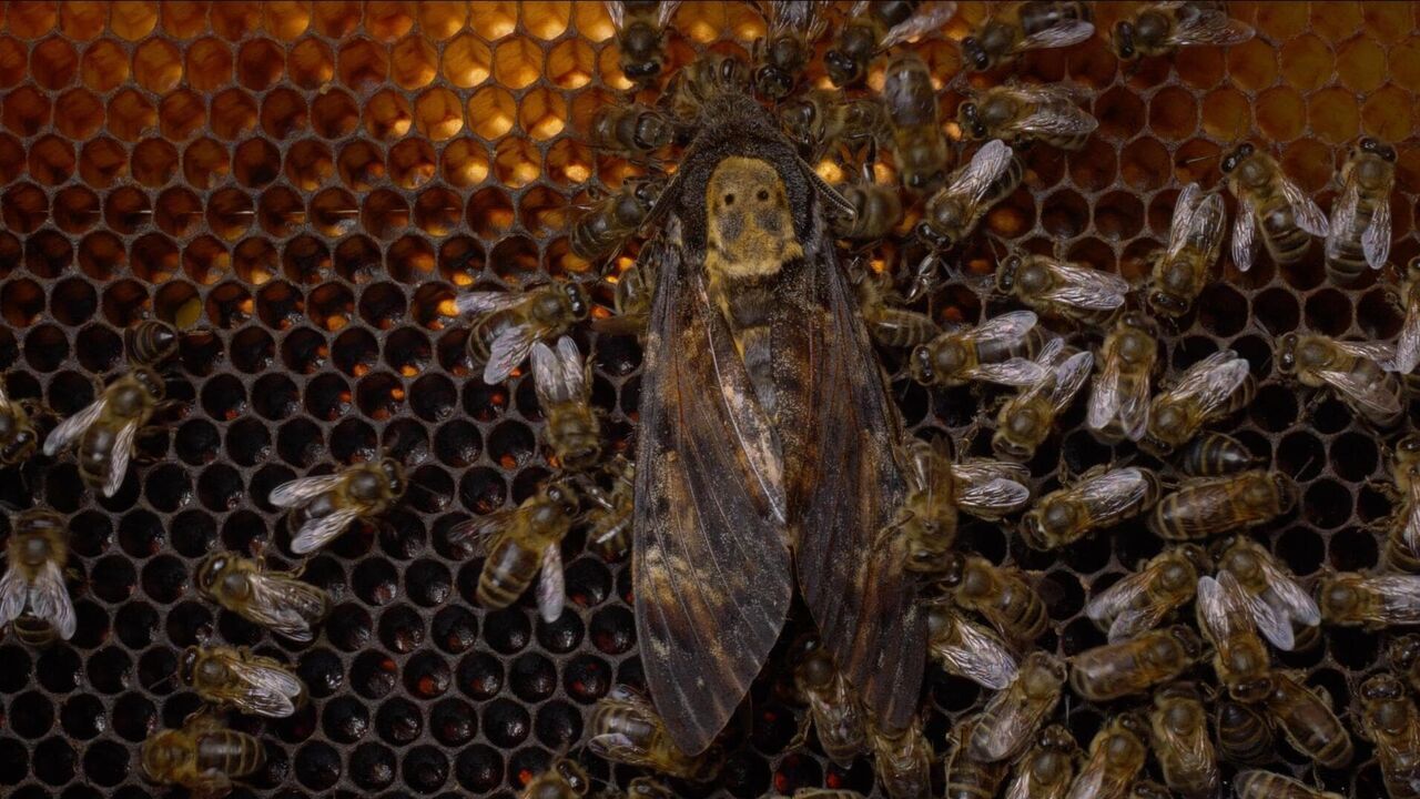 Vignette du programme télé Les abeilles, sentinelles de la planète