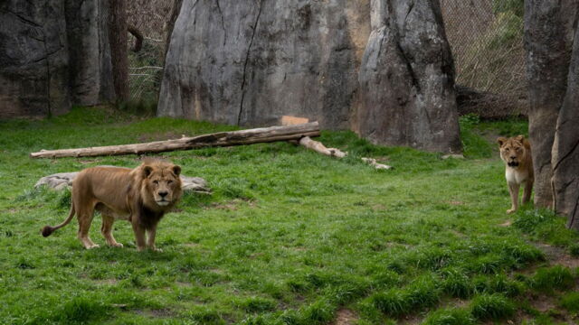 Vignette du programme télé Une saison au zoo