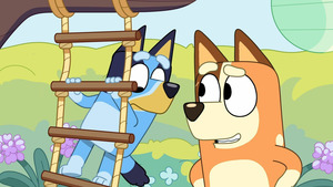 Vignette du programme télé Bluey (La course d'obstacles) S3 (2/50)