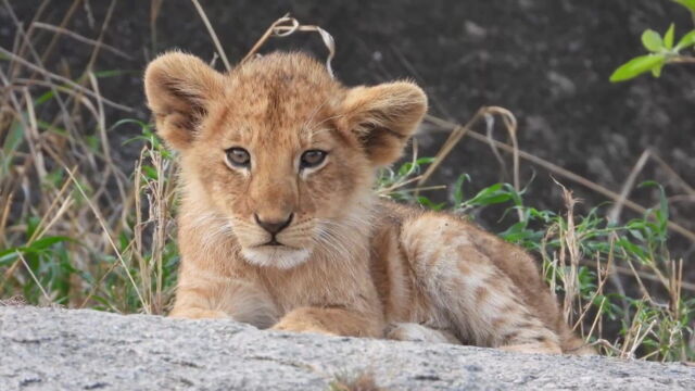 Vignette du programme télé Une saison au zoo