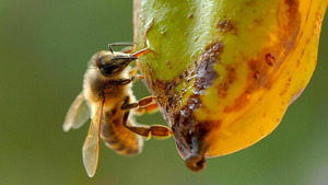 Vignette du programme télé Les abeilles, sentinelles de la planète