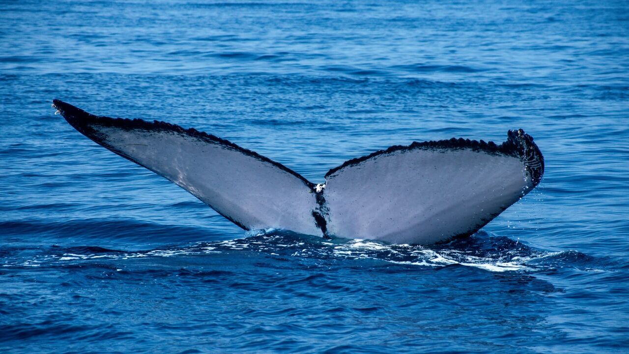 Vignette du programme télé Oman sauvage : Loups et baleines à bosse