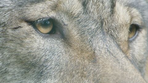 Vignette du programme télé Le loup, un vagabond sans frontière