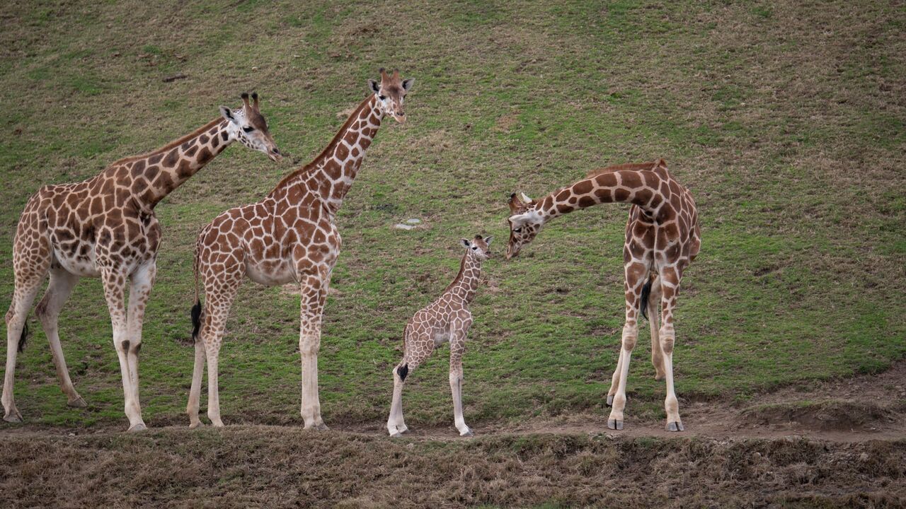 Vignette du programme télé Le zoo de San Diego