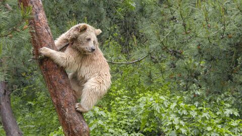 Vignette du programme télé Les animaux guérisseurs