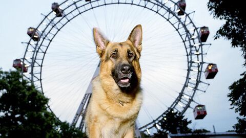 Vignette du programme télé Rex, chien flic