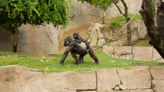 Vignette du programme télé Au coeur du zoo le plus beau du monde