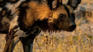 Vignette du programme télé Sur la piste des chiens sauvages d'Afrique (Des lions omniprésents) S2 (2/6)
