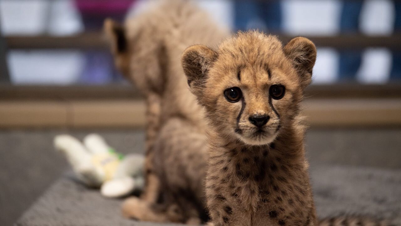Vignette du programme télé Le zoo de San Diego