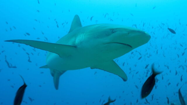Vignette du programme télé La vie cachée des requins : Dans le sanctuaire des îles Galápagos