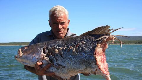 Vignette du programme télé River Monsters