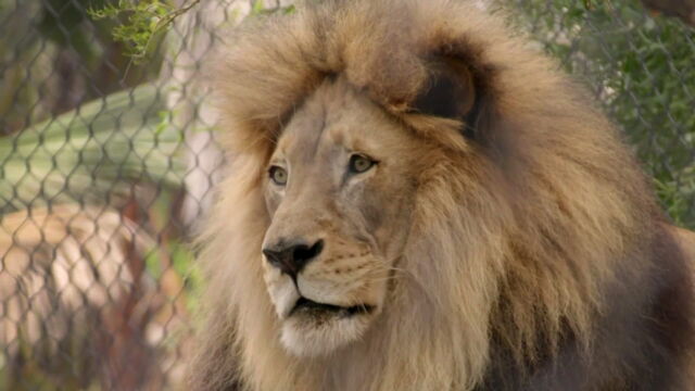 Vignette du programme télé Au coeur du zoo le plus beau du monde