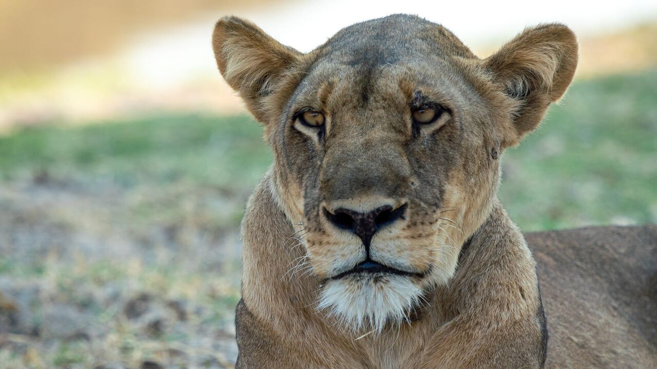 Vignette du programme télé Sur la piste des chiens sauvages d'Afrique