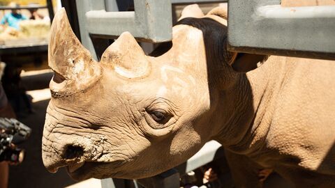 Vignette du programme télé Le zoo de San Diego