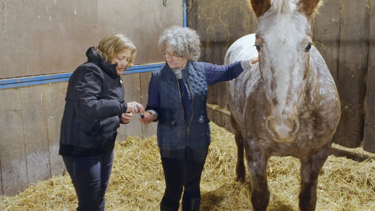 Vignette du programme télé Les animaux guérisseurs