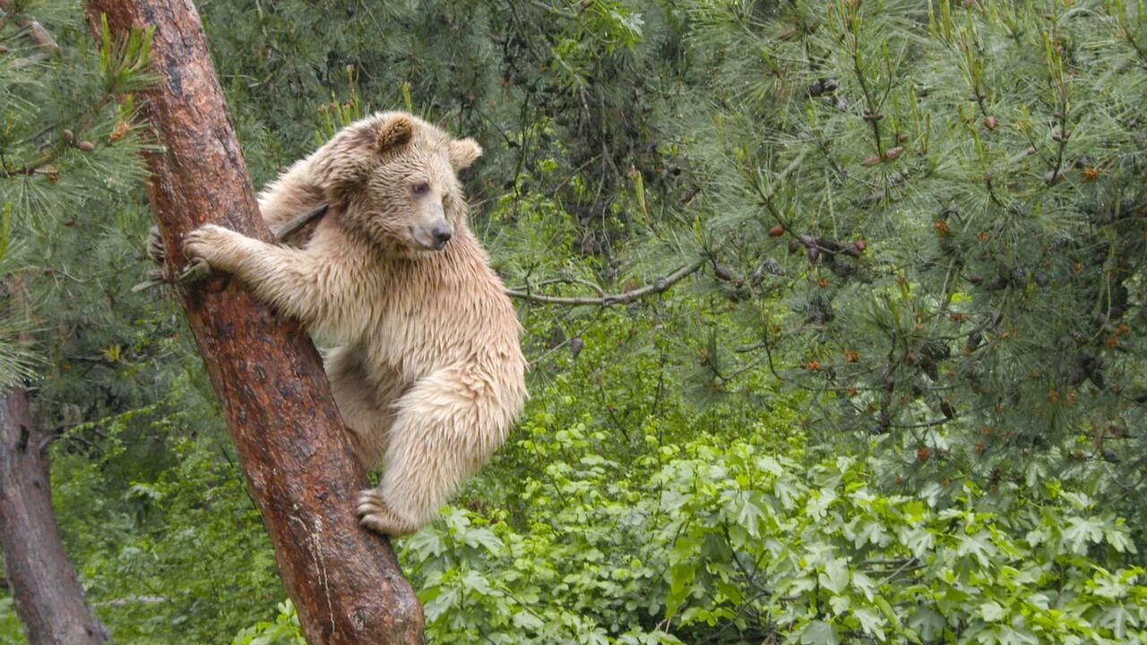 Vignette du programme télé Les animaux guérisseurs