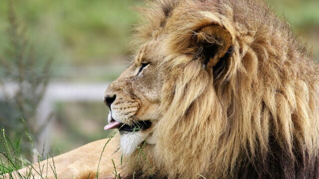 Vignette du programme télé 100 jours avec les animaux du Pal : le plus grand zoo d'Auvergne