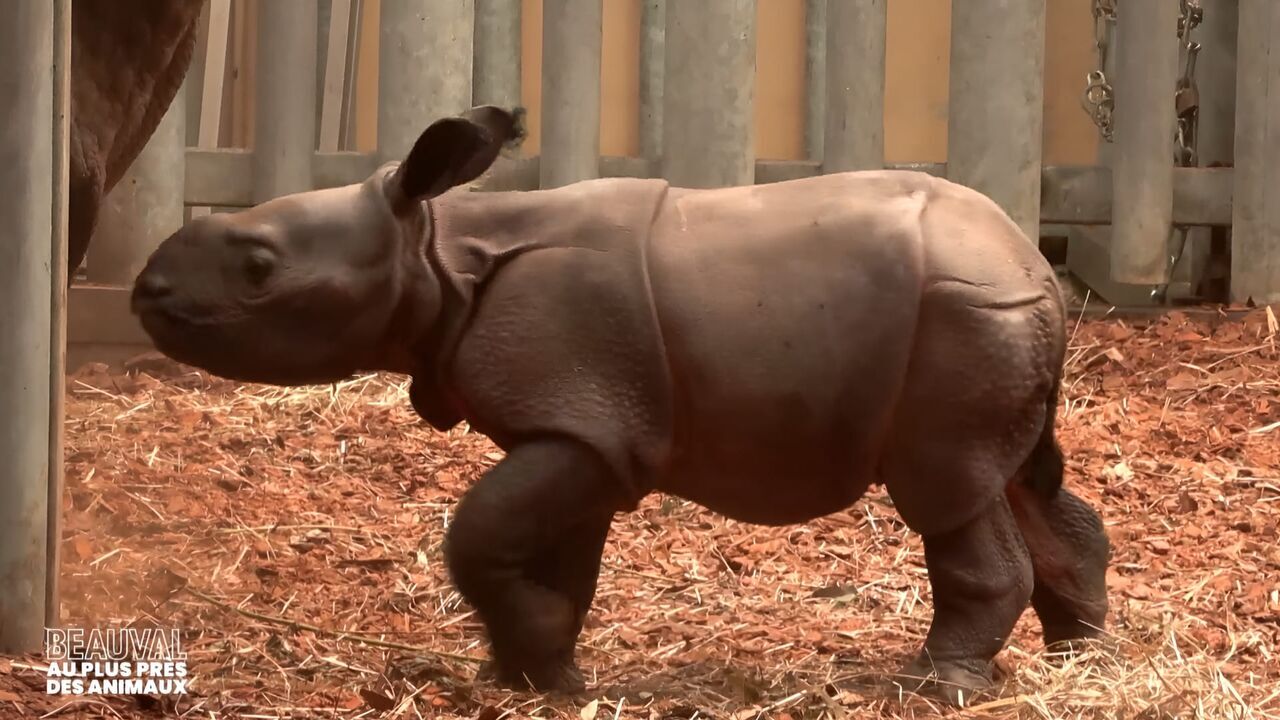 Vignette du programme télé Beauval, au plus près des animaux