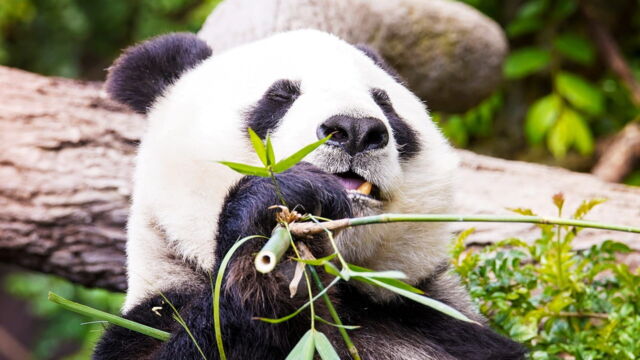 Vignette du programme télé Au coeur du zoo le plus beau du monde
