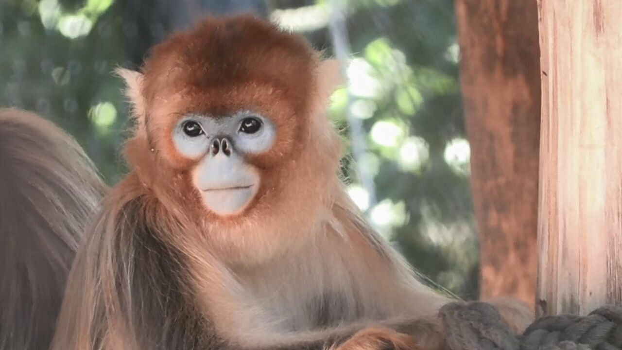 Vignette du programme télé Beauval, au plus près des animaux