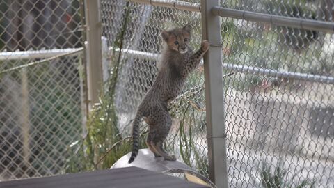 Vignette du programme télé Le zoo de San Diego