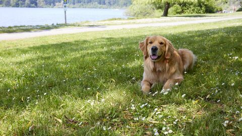 Vignette du programme télé Un chien pour deux