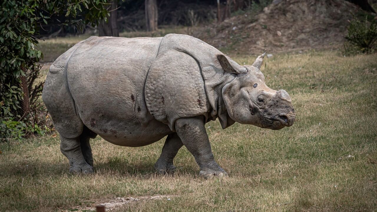 Vignette du programme télé Une saison au zoo