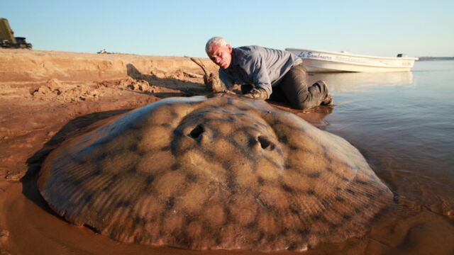 Vignette du programme télé River Monsters