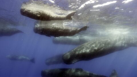 Vignette du programme télé Caméras espions au coeur des océans