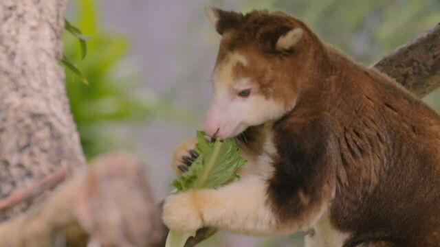 Vignette du programme télé Au coeur du zoo le plus beau du monde