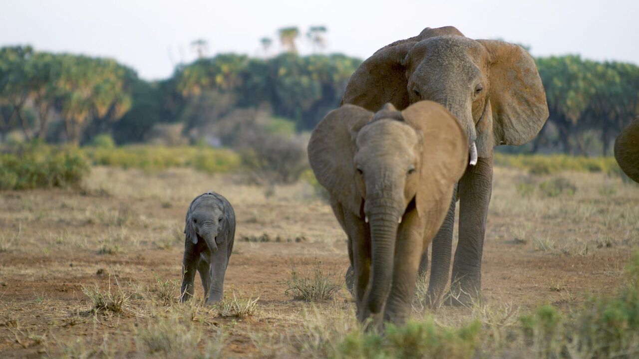 Vignette du programme télé Kenya : au rythme des pluies
