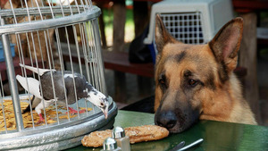 Vignette du programme télé Rex, chien flic (Meurtre dans un pigeonnier) S9 (3/13)
