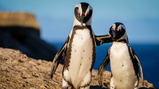 Vignette du programme télé Au coeur du zoo le plus beau du monde