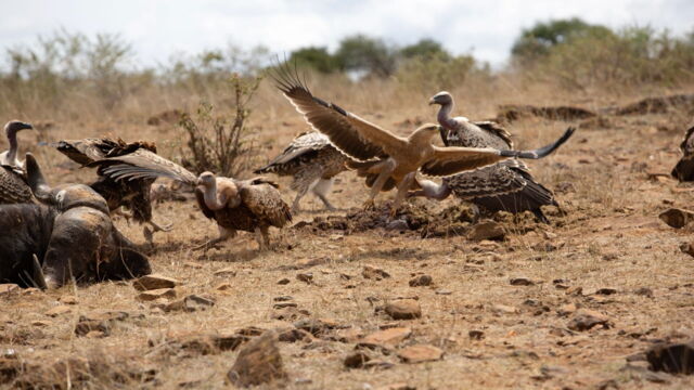 Vignette du programme télé Kenya : au rythme des pluies