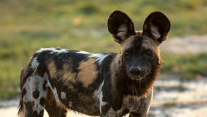 Vignette du programme télé Sur la piste des chiens sauvages d'Afrique (L'heure des adieux) S2 (6/6)