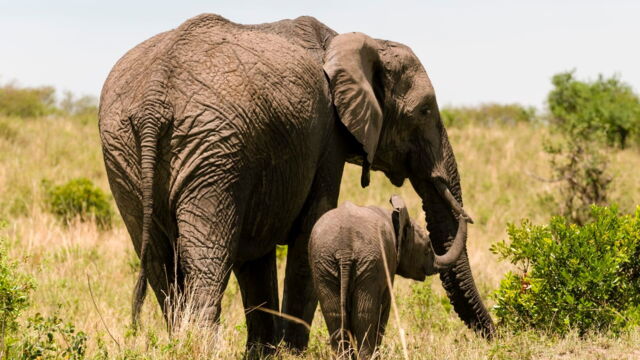 Vignette du programme télé Au coeur du zoo le plus beau du monde