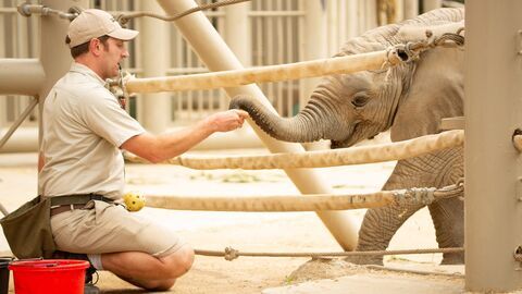 Vignette du programme télé Le zoo de San Diego