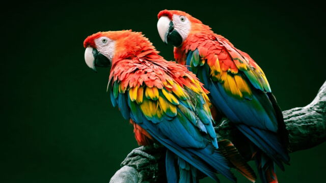 Vignette du programme télé Une saison au zoo