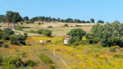 Vignette du programme télé Les parcs naturels portugais