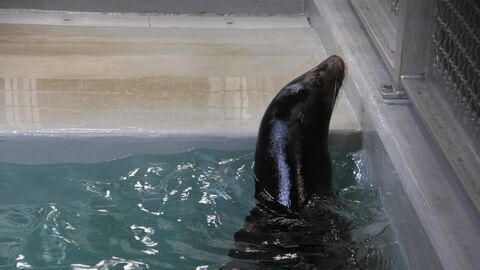 Vignette du programme télé Une saison au zoo