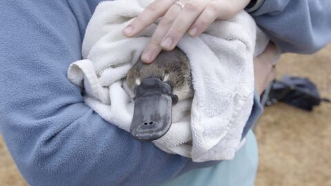 Vignette du programme télé Australie, l'énigmatique ornithorynque